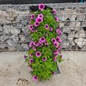 Bild von Wandhangers stek Petunia's